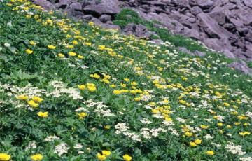山頂付近のお花畑