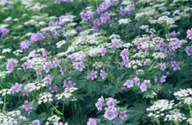 山頂付近のお花畑