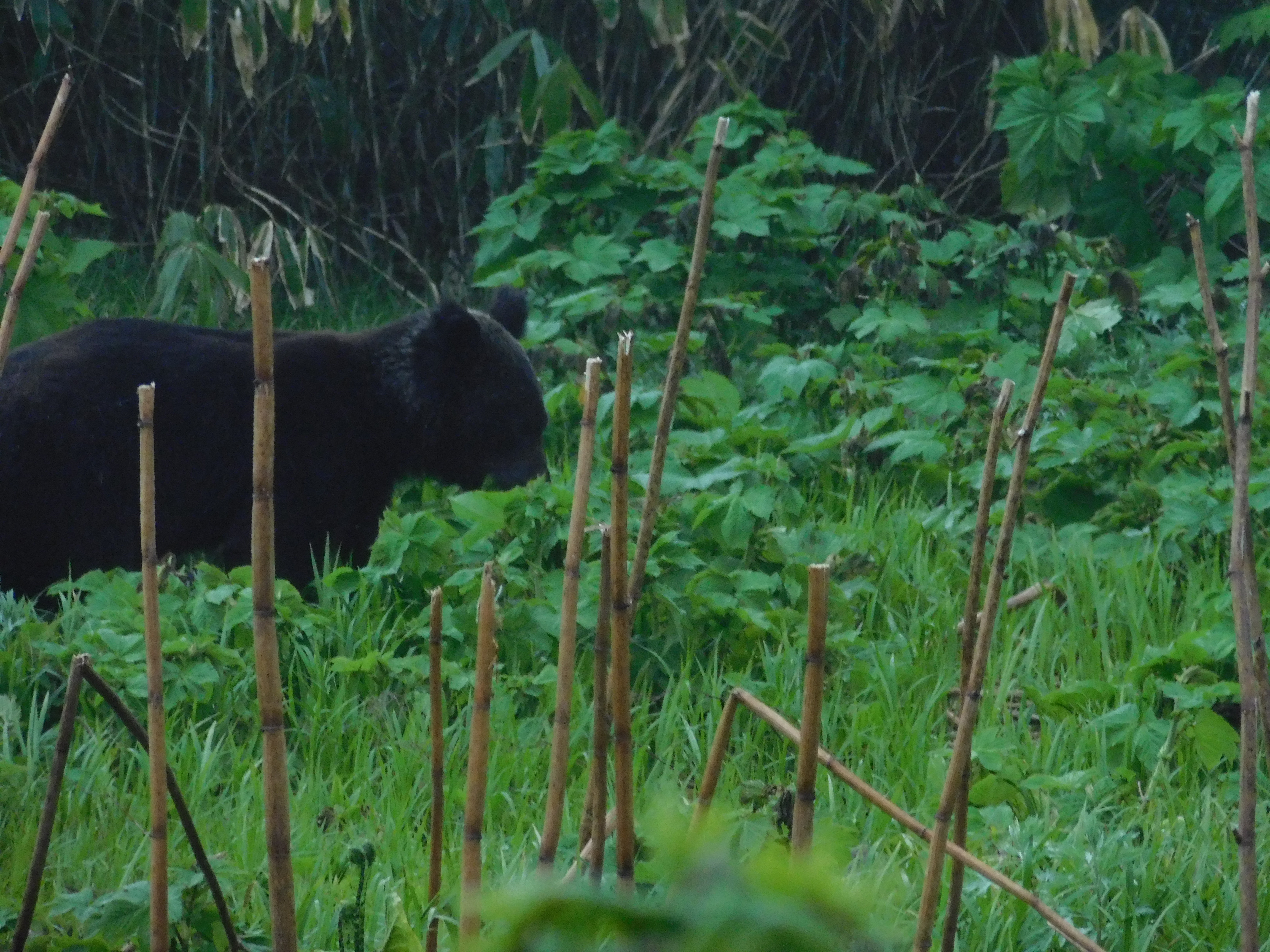 クマの目撃情報について 増毛町