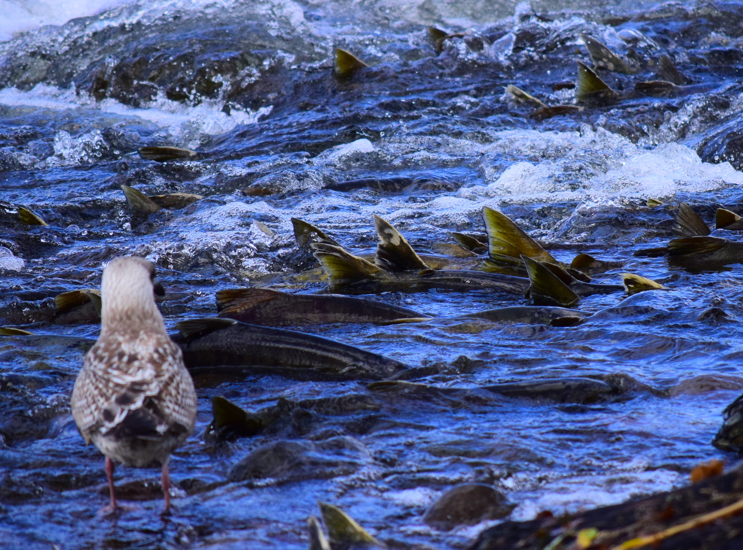 増毛町フォトコンテスト  増毛町